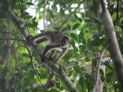 Mono Capucin. Jungla. Ecuador
